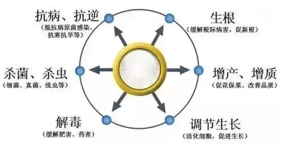 殼寡糖對作物有哪些顯著作用和優勢？