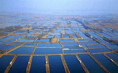 殼寡糖：開啟水產養殖新篇章